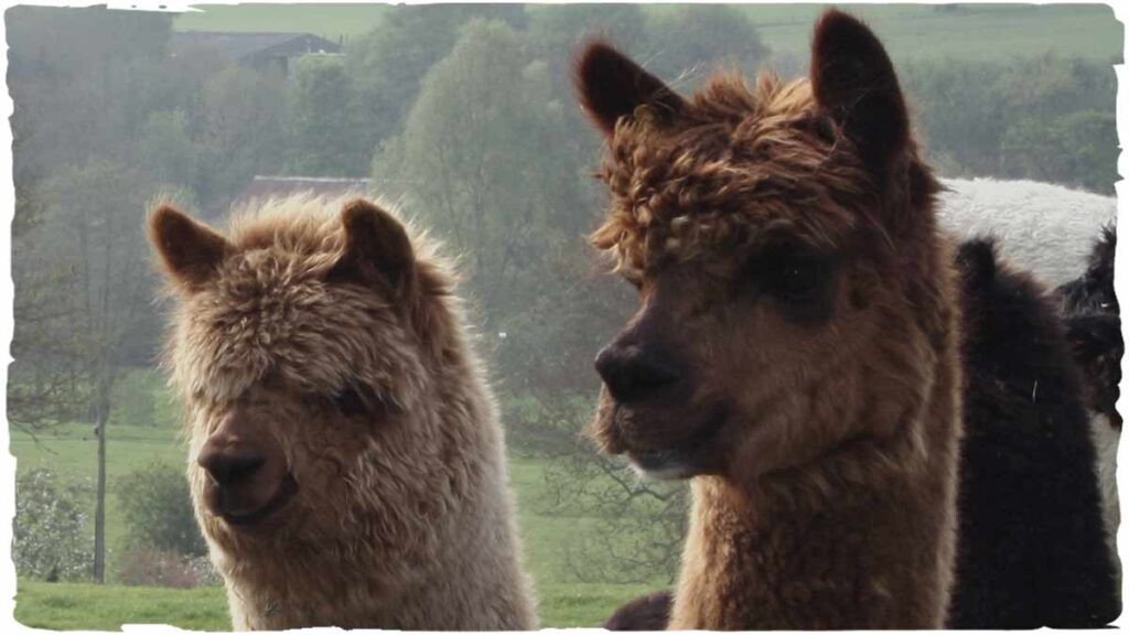Alpacas
