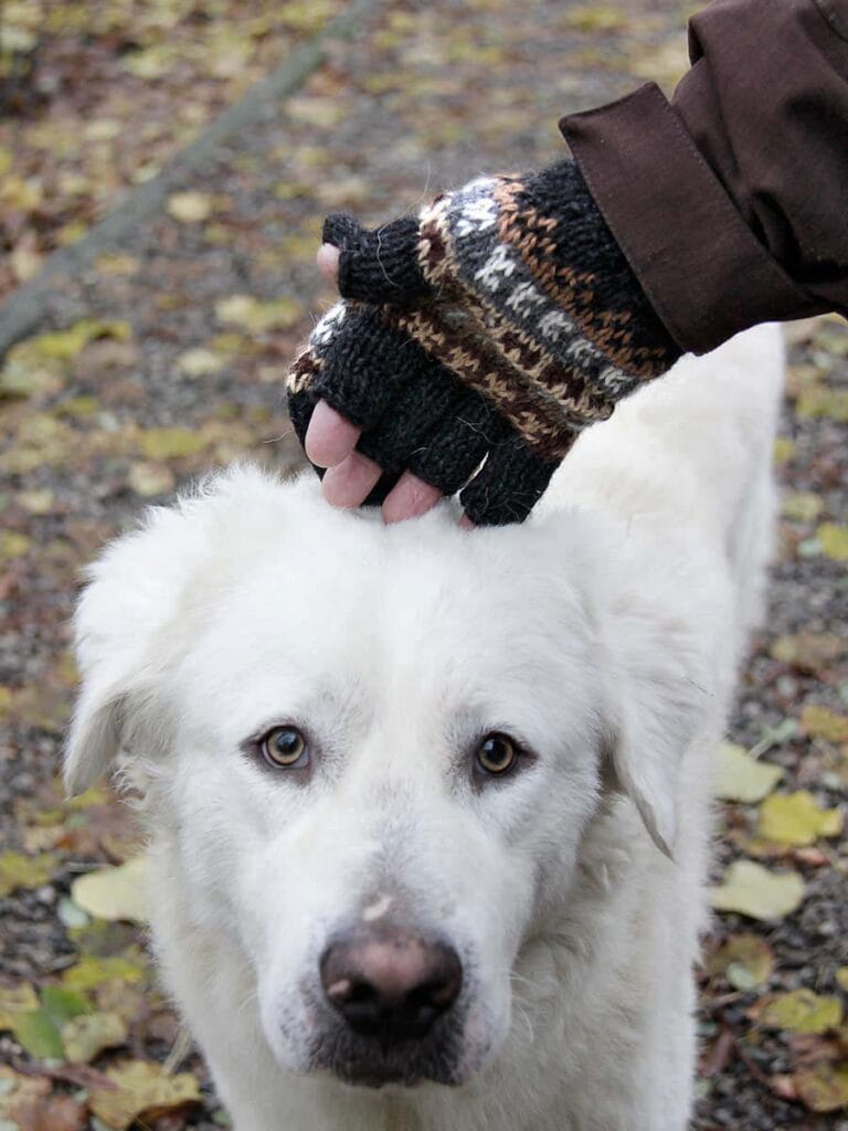 a hand touching a dog's head