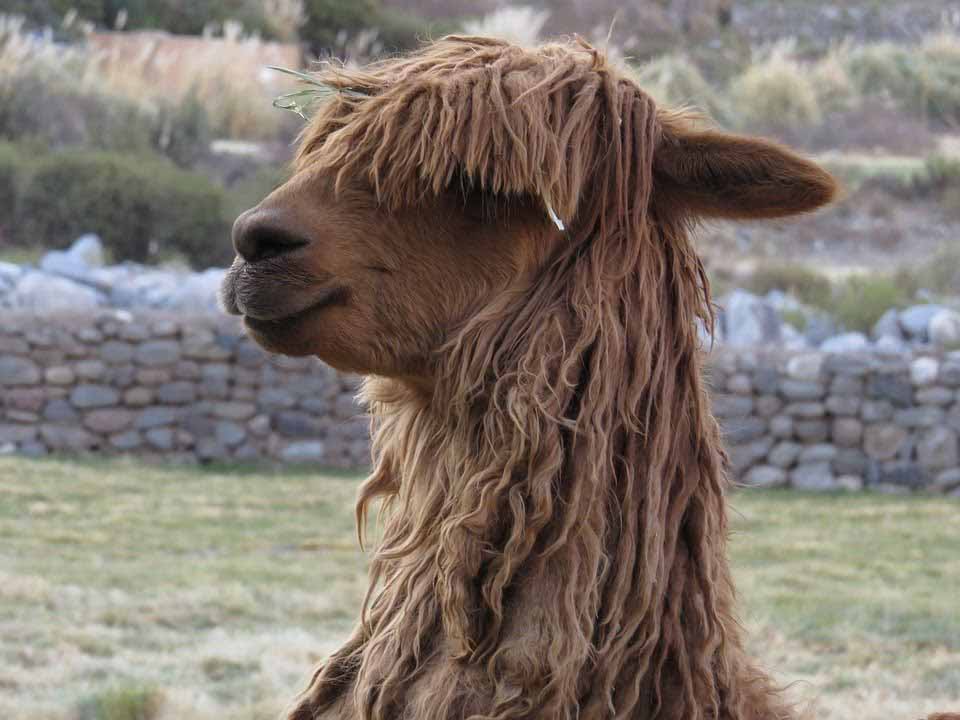 Alpacas in the wild in Peru Alpacas in Peru
